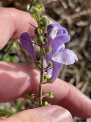 Scutellaria arenicola, photograph (c) James Hardee, some rights reserved (CC BY)