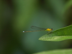 Ischnura capreolus