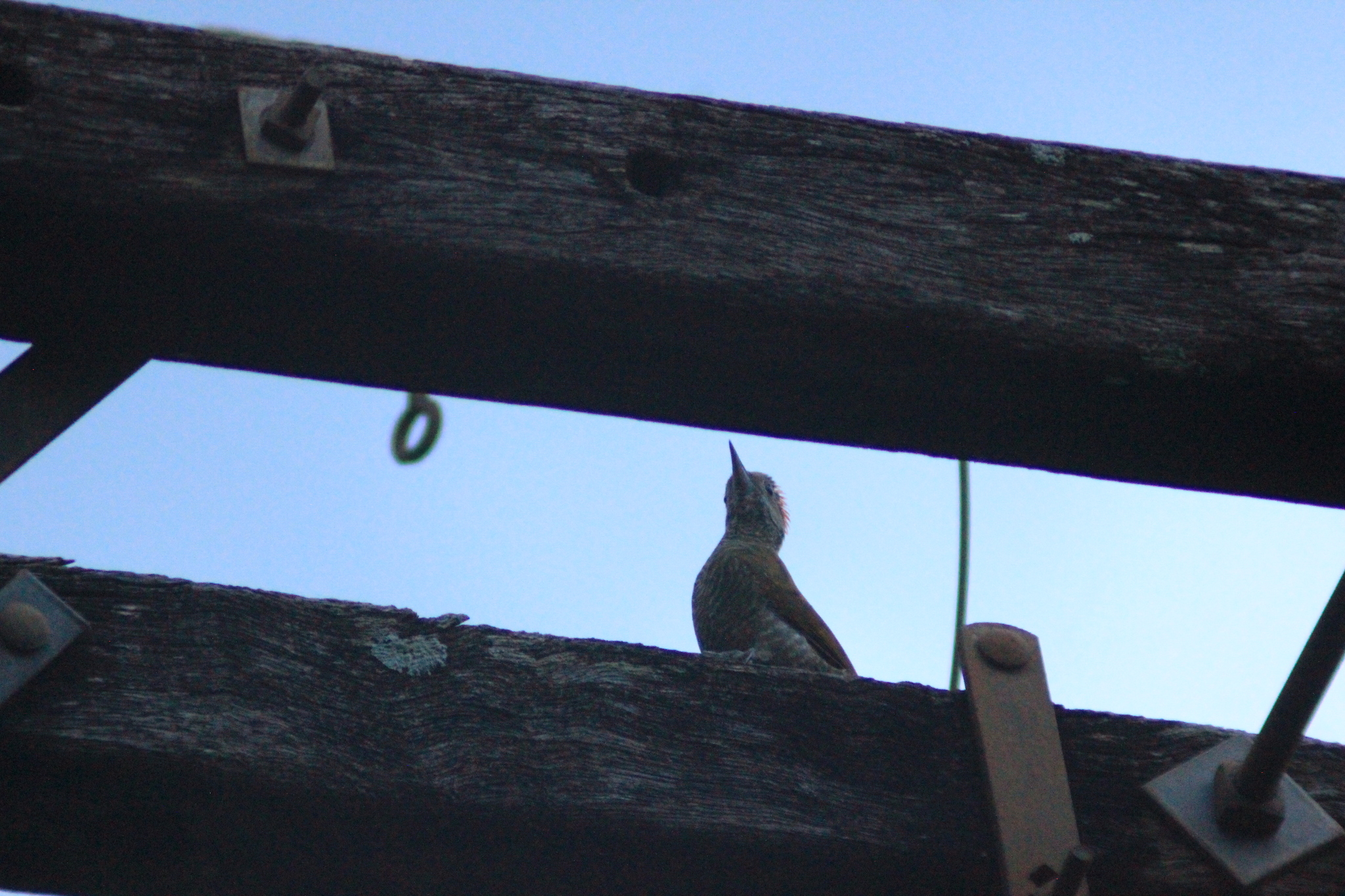 Little Woodpecker (Veniliornis passerinus), photo 10