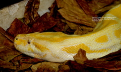 Burmese Python photo 5