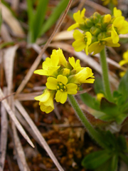 Draba alpina