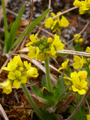Draba alpina
