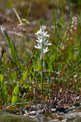 Ornithogalum concinnum