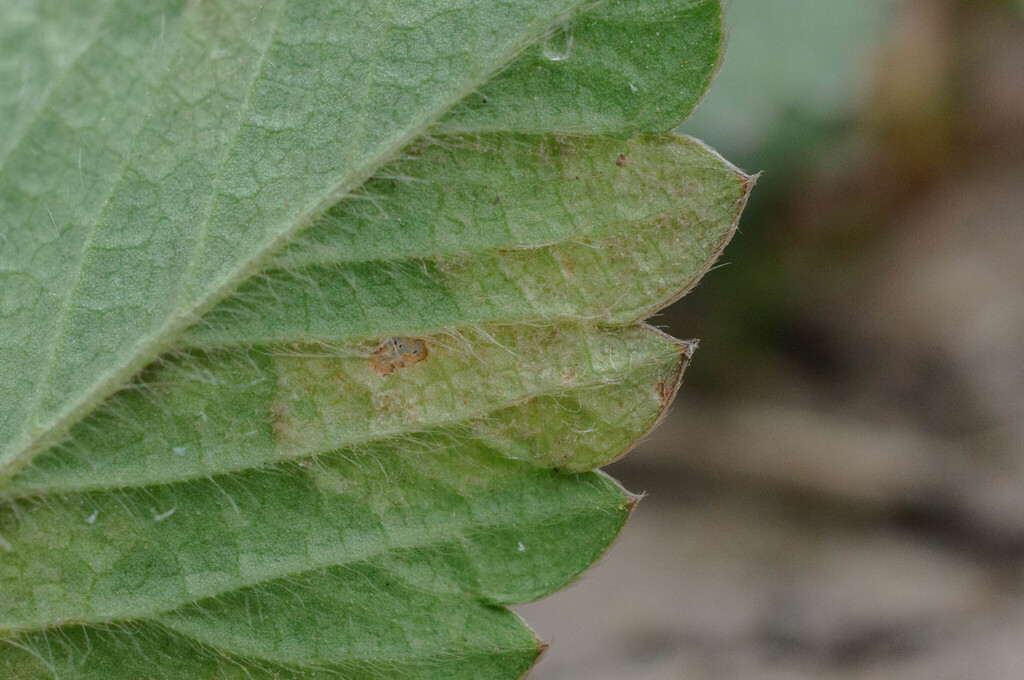 Peronospora potentillae-sterilis