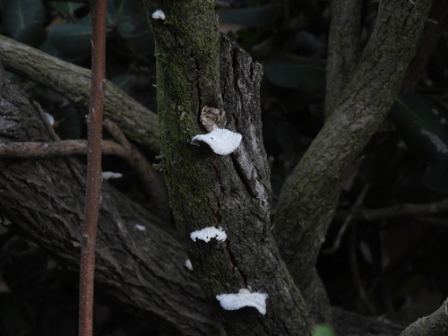 iNaturalist observation photo of splitgill mushroom