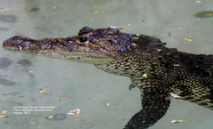 Crocodylia