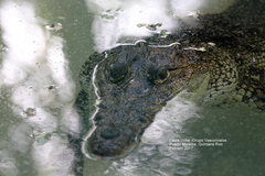 Crocodylia