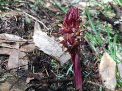 Corallorhiza maculata occidentalis