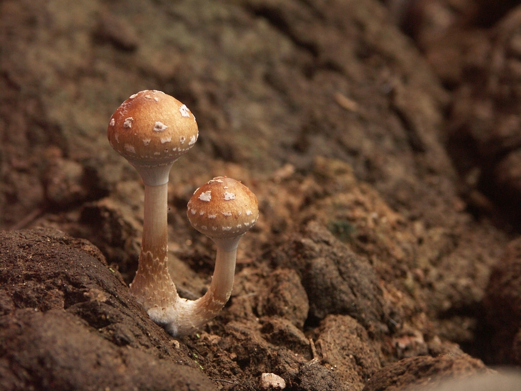 Psilocybe cubensis · March 2020 · photo: © macelocosta (iNaturalist, cc-by)