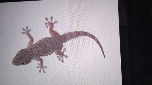 Moorish Gecko