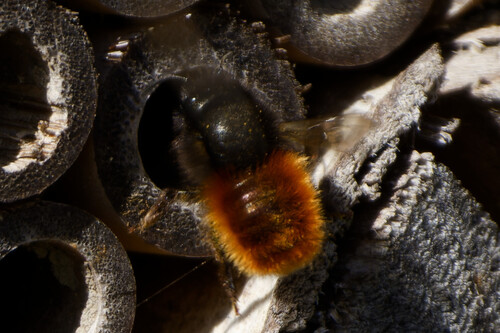 European Orchard Bee, Nieuwe Niedorp, Netherlands, photo 10 of 10