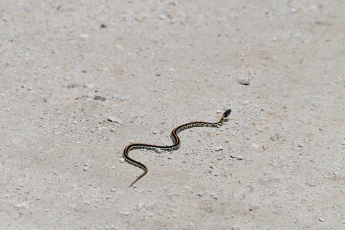 Black-necked Garter Snake