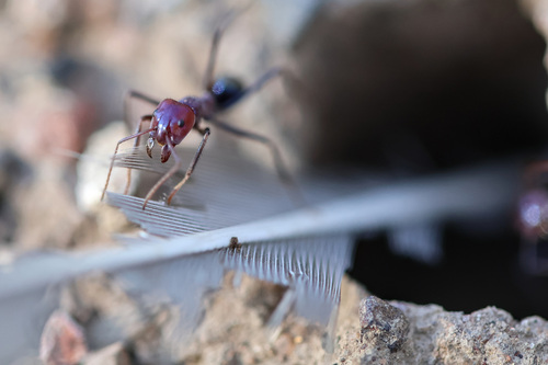 Southern Meat Ant