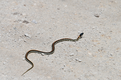 Black-necked Garter Snake