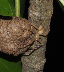 Neosparassus salacius