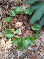 Hexastylis shuttleworthii