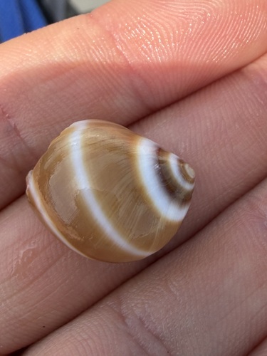Polinices bifasciatus, 2026-03-29