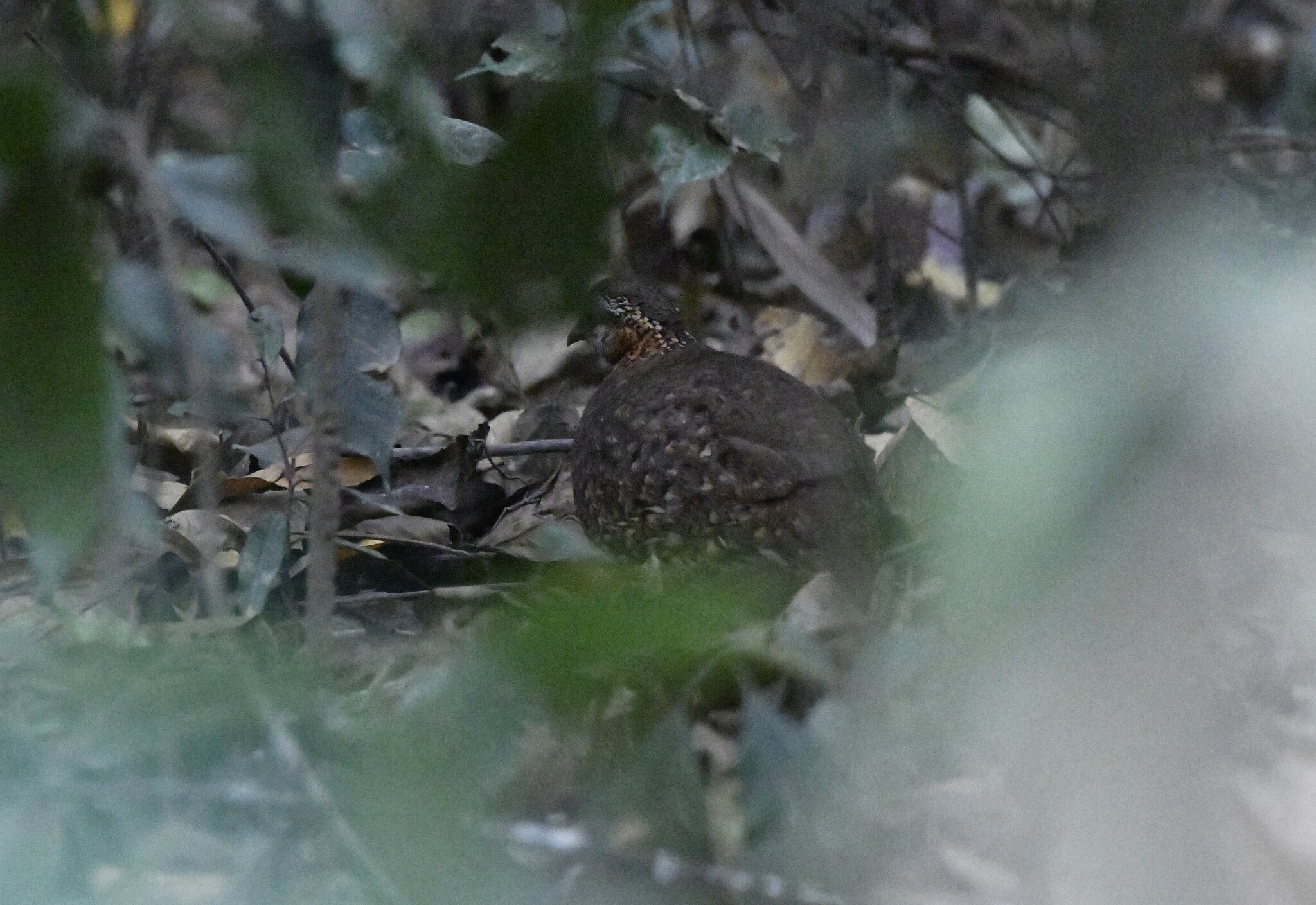 Green-legged Partridge (Tropicoperdix chloropus), photo 8