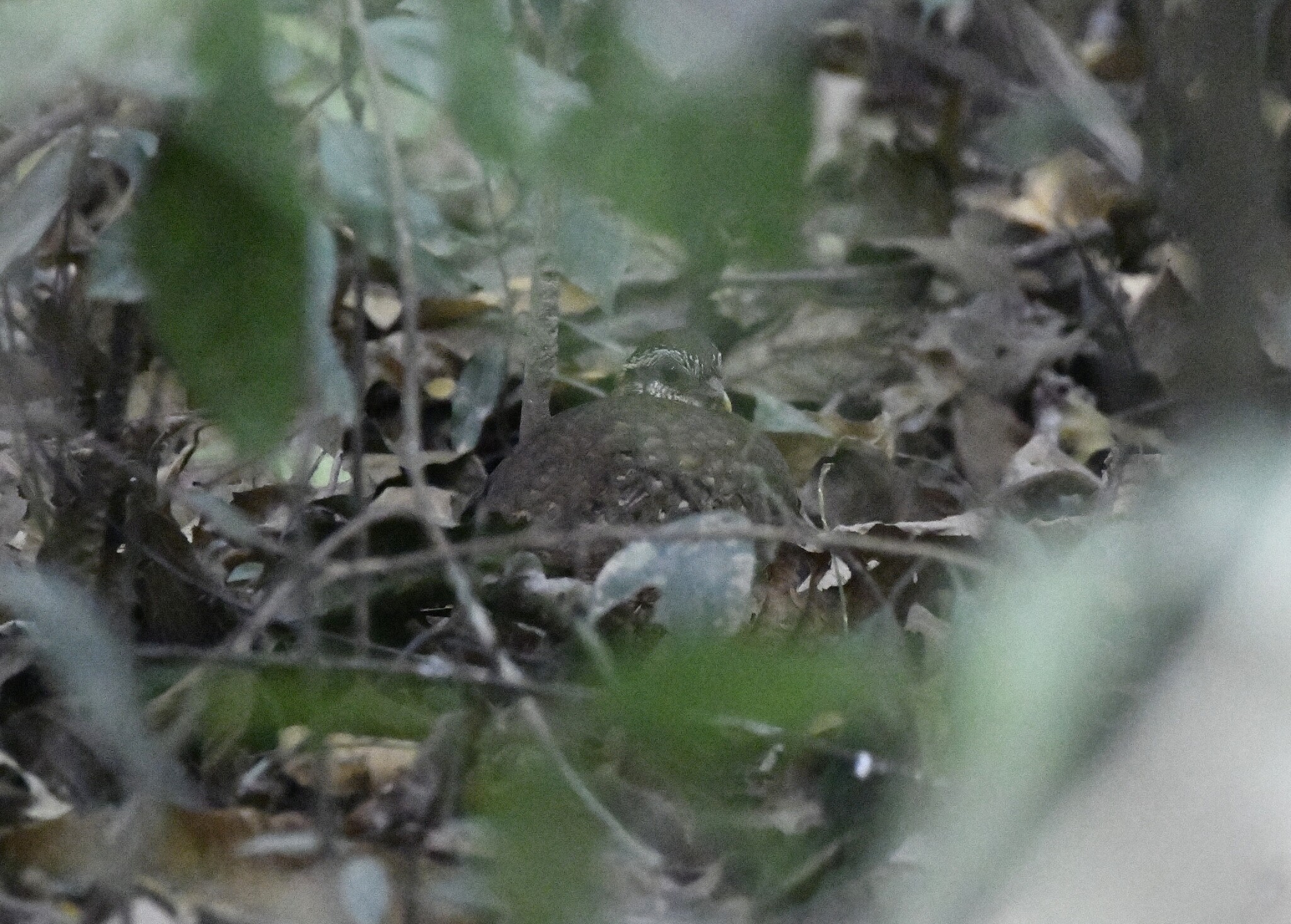 Green-legged Partridge (Tropicoperdix chloropus), photo 10