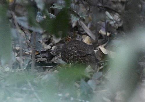 Green-legged Partridge (Tropicoperdix chloropus), photo 6