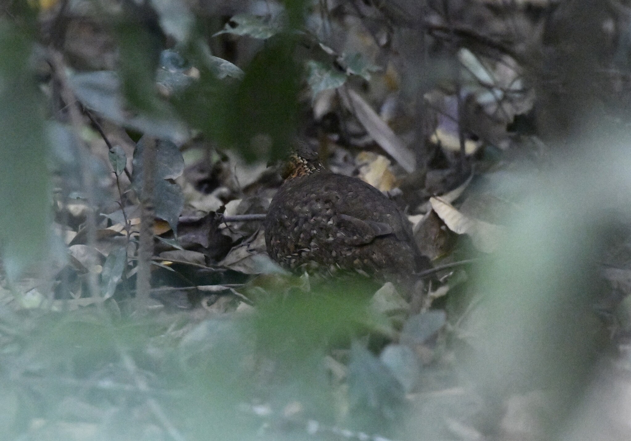 Green-legged Partridge (Tropicoperdix chloropus), photo 9