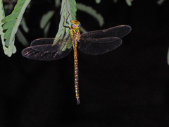 Austrogynacantha heterogena