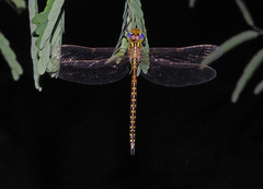 Austrogynacantha heterogena