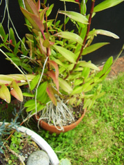Epidendrum ibaguense