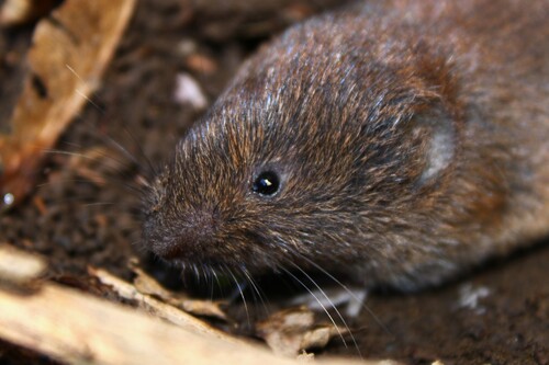 Pine Vole