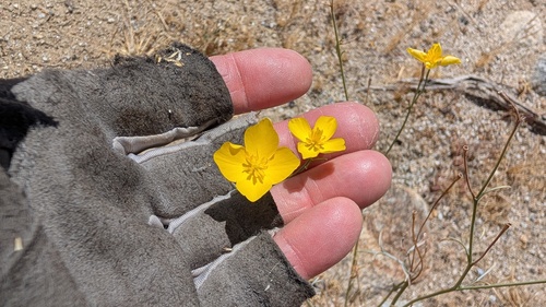 Eschscholzia parishii, 2026-04-13