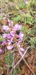 Astragalus distortus