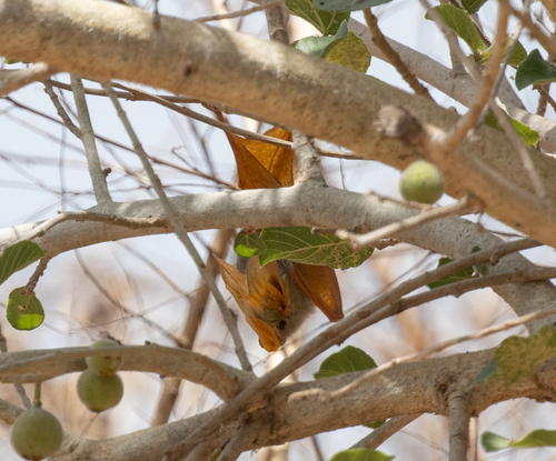 Yellow-winged Bat