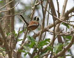 Melanopareia elegans