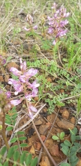 Astragalus distortus