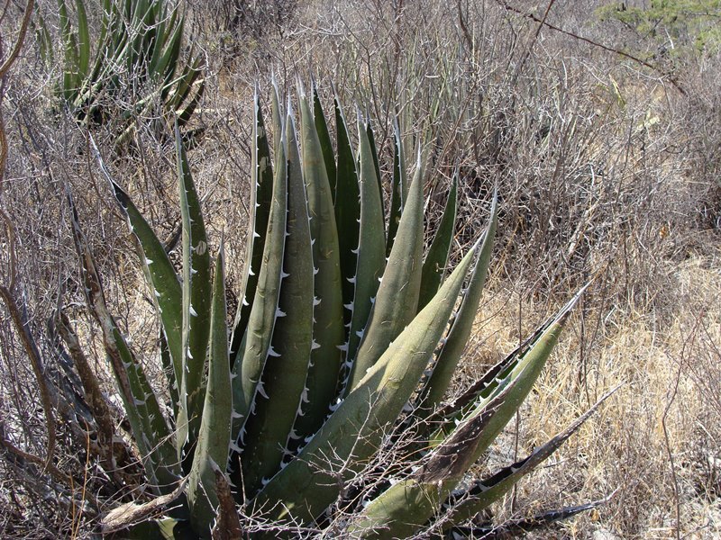 Agave kerchovei  iNaturalist