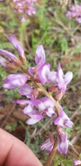 Astragalus distortus