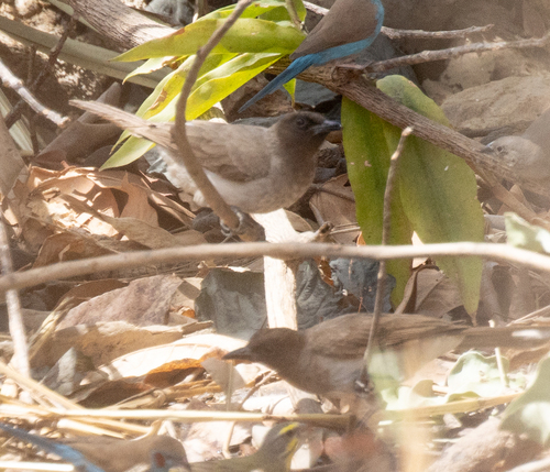 Common Bulbul