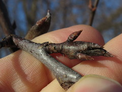 Synanthedon