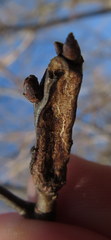 Synanthedon