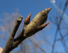 Synanthedon