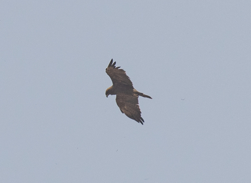 Wahlberg's Eagle