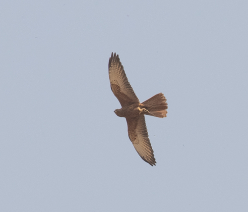 Fox Kestrel (Falco alopex)