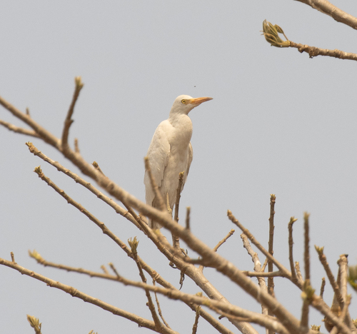 Western Cattle-Egret