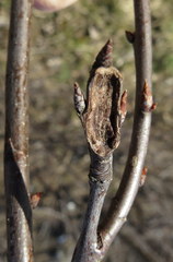 Synanthedon