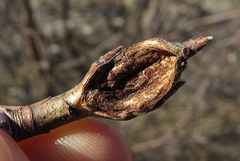 Synanthedon