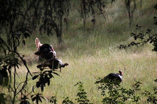 iNaturalist observation photo of Wild Turkey