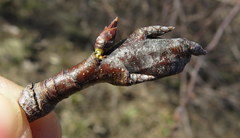 Synanthedon