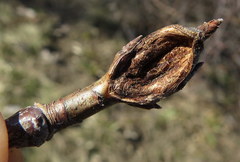 Synanthedon