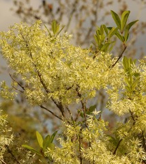 Chionanthus pygmaeus