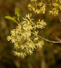 Chionanthus pygmaeus